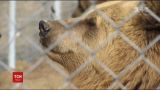 Во Львове спасли бурую медведицу, которая жила в тесной клетке в ресторане