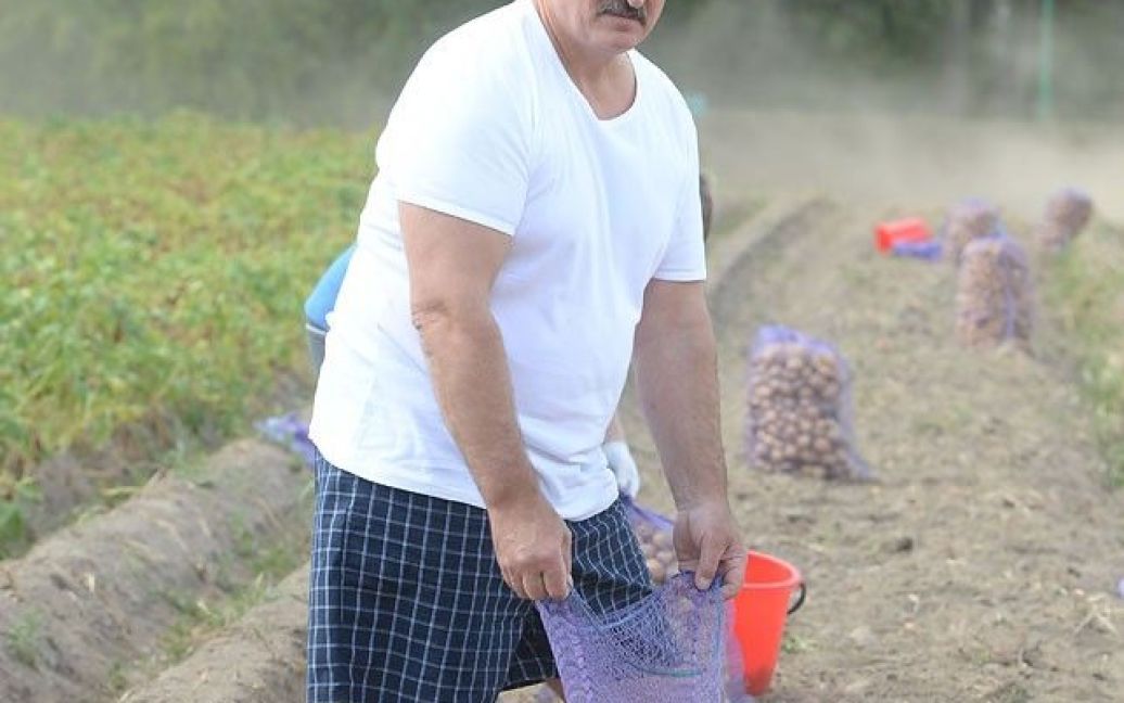 Лукашенко с младшим сыном вышли на уборку картофеля. / © БЕЛТА