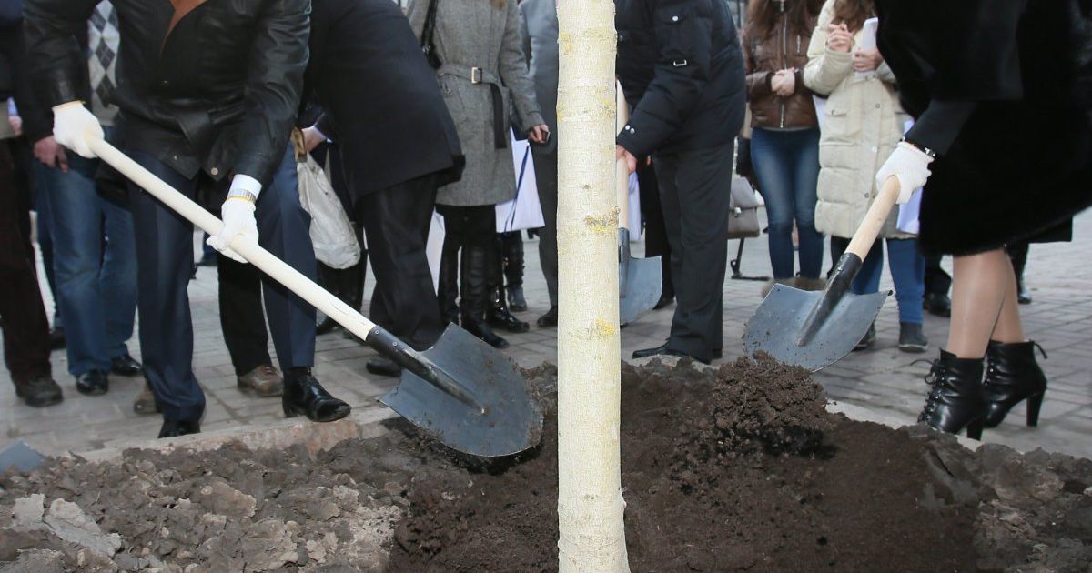 Председатель КГГА Александр Попов и заместитель Киевского городского председателя - секретарь Киевсовета Галина Герега торжественно высадили подделки в 2013 году / © УНИАН