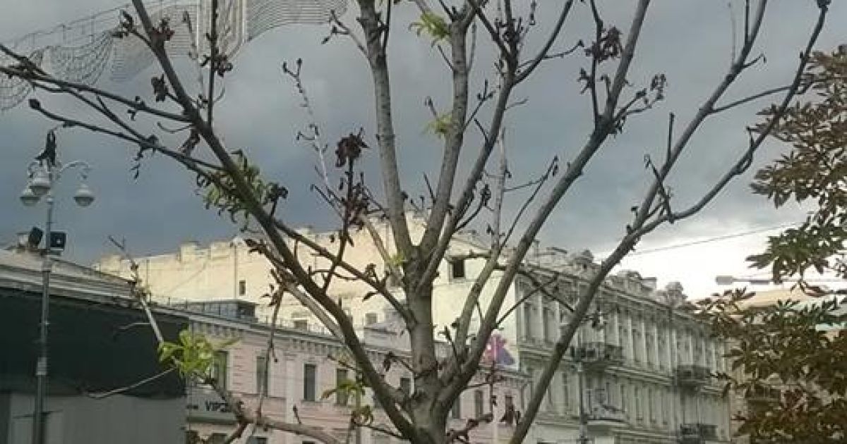каштани бріоні_3 / © Александр Соколенко /Facebook