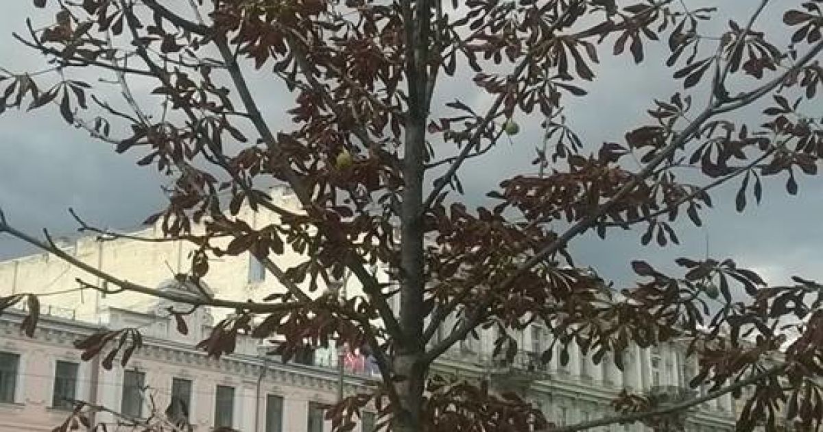 каштани бріоні_5 / © Александр Соколенко /Facebook