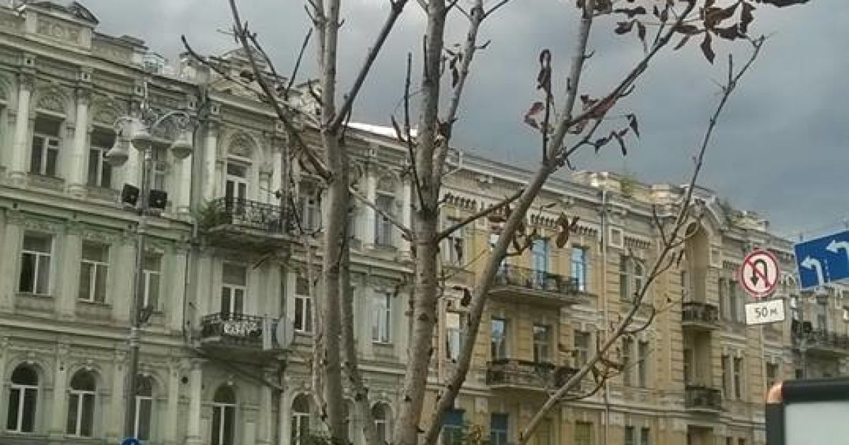 каштани бріоні_4 / © Александр Соколенко /Facebook
