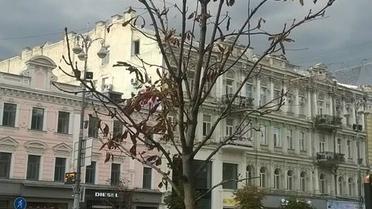 каштани бріоні_1 / © Олександр Соколенко /Facebook
