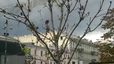 каштани бріоні_3 / © Олександр Соколенко /Facebook