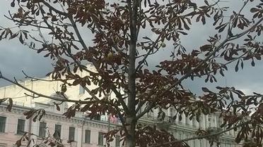 каштани бріоні_5 / © Олександр Соколенко /Facebook