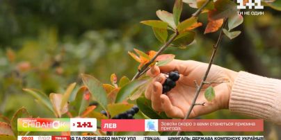 Как правильно заготовить осенние ягоды на зиму