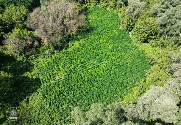 Одна из плантаций, которую обнаружила полиция. Фото: страница А. Небытова в Facebook