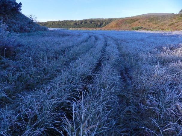 До України повернуться небезпечні заморозки: синоптик назвав дату і попередив аграріїв