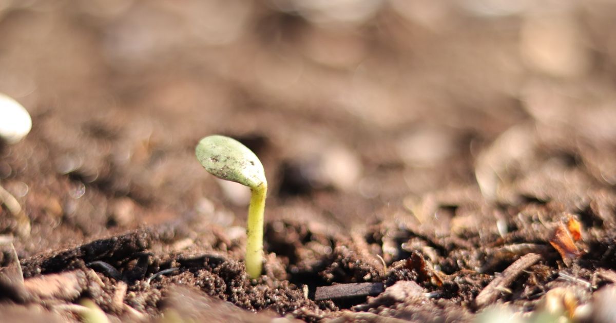 “Sowing Carrots in May: A ‘Cunning’ Method for Faster Germination”