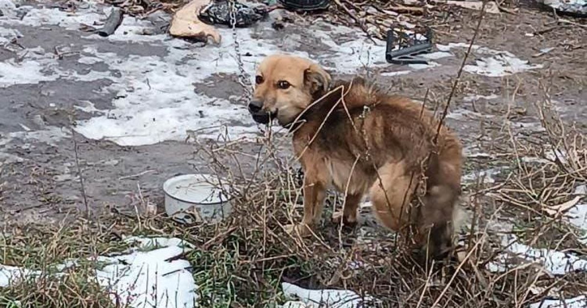 У Дніпрі власники знущалися з собак та морили їх голодом / Фото: "Вісті Придніпров'я"