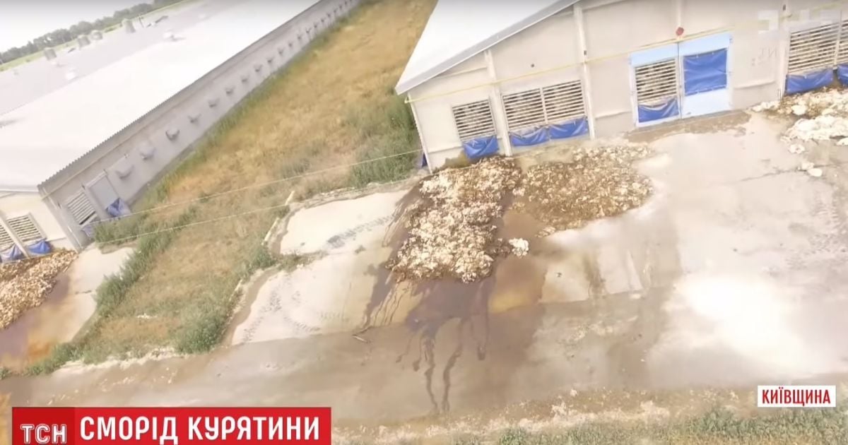 По следам скандальной курятины: в Гавриловке и Дымере люди продолжают жаловаться на невыносимую вонь