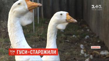 В Винницкой области живет пара гусей-долгожителей