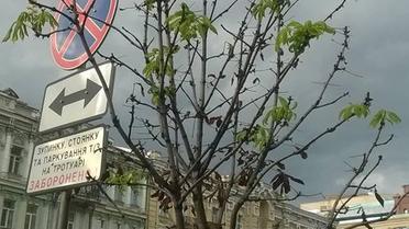 каштани бріоні_6 / © Олександр Соколенко /Facebook
