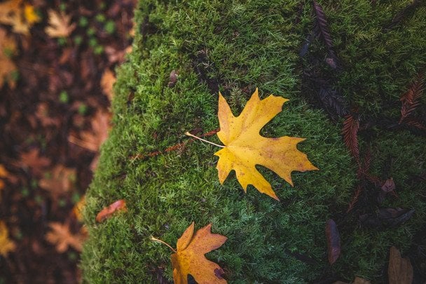 Народні прикмети 10 листопада / © unsplash.com