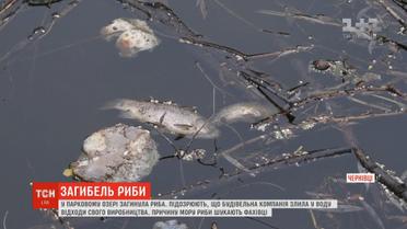 Жителі Чернівців звинувачують будівельників у масовому морі риби в парковому озері