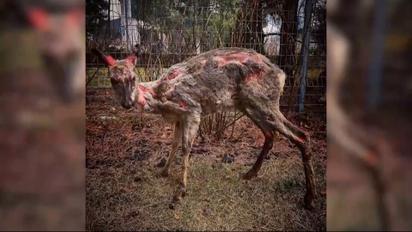 Росіяни чинять екоциди: повітря, водойми, ґрунти і тварини потерпають від бойових дій 