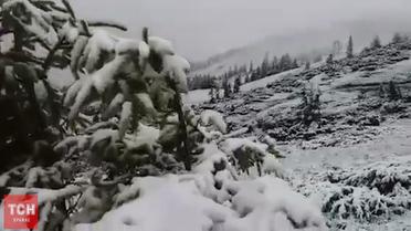 Карпаты заснежило: поход за грибами на Драгобрате