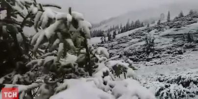 Карпати засніжили: похід за грибами на Драгобраті