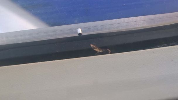 Муха в иллюминаторе самолета / © Фото Анны Костюковой