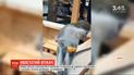 Незвичайний відвідувач: до харківського супермаркету забігла мавпа