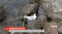 Десятки перелетных чаек погибли в Тернополе