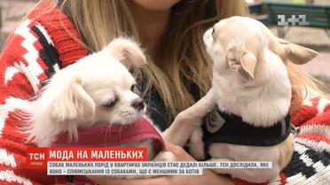 Мода на маленьких: яка різниця між великими і мініатюрними псами