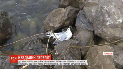 Десятки перелетных чаек погибли в Тернополе