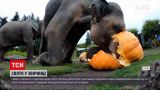 Новости мира: в зоопарке американского Портленда устроили традиционную забаву к Хэллоуину