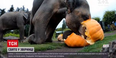 Новости мира: в зоопарке американского Портленда устроили традиционную забаву к Хэллоуину