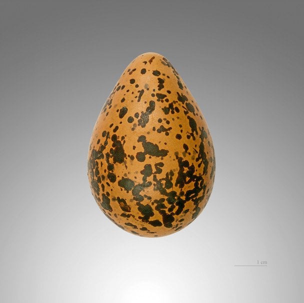 Яйцо сивки морской. Фото: Didier Descouens\CC BY-SA 4.0