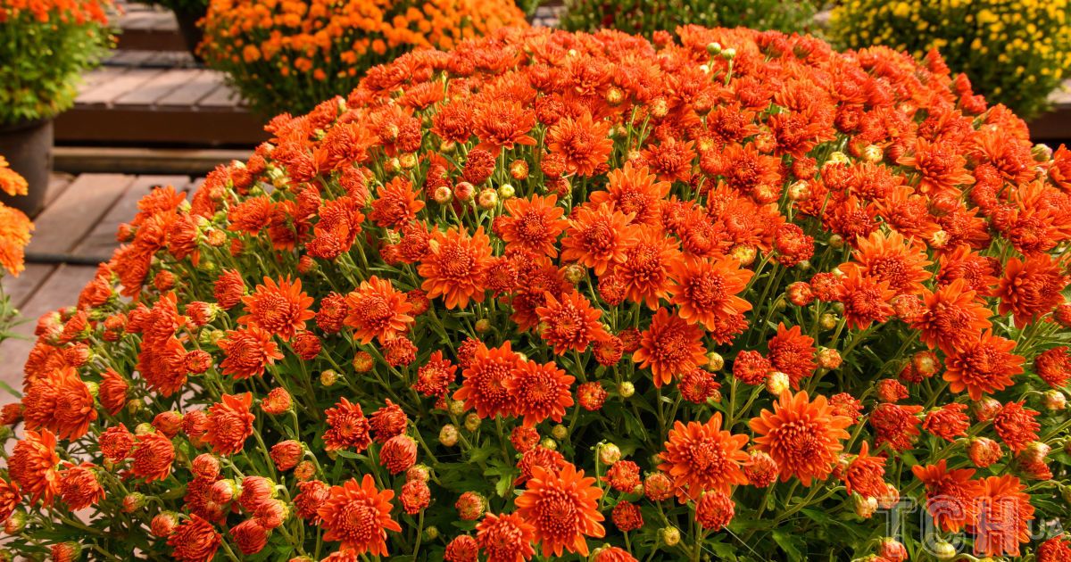 Хризантеми