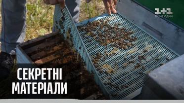 В Украине массово гибнут пчелы – Секретные материалы