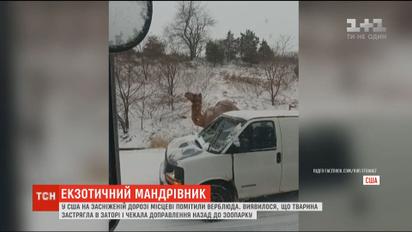 У США на засніженій дорозі місцеві помітили верблюда