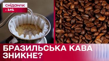 Кофе под угрозой исчезновения! Как глобальное потепление повлияет на кофейное производство?