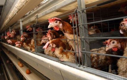 Израиль разрешил импортировать куриные яйца из Украины