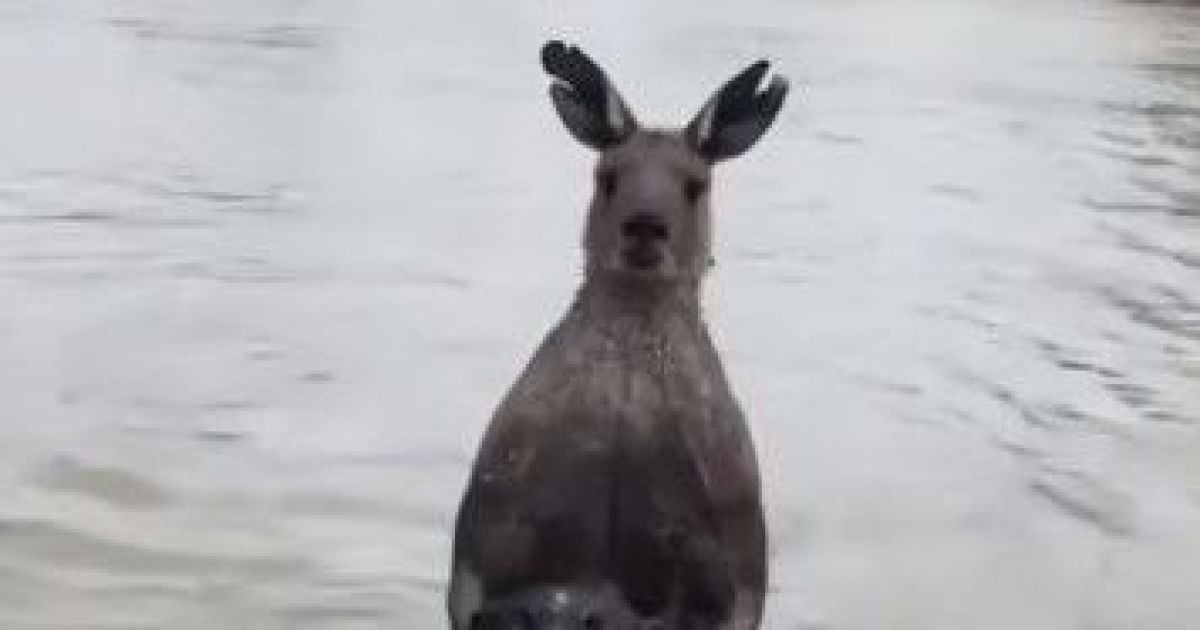 A man fought with a kangaroo that tried to drown his dog video