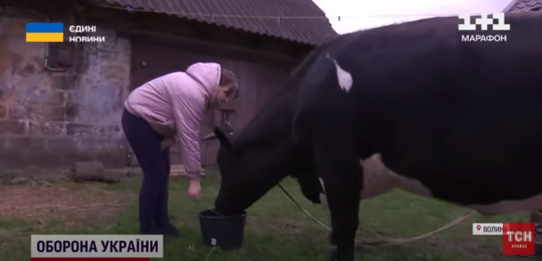 Корова Маня / ©