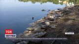 В реке Роставица за день подохли тысячи рыб