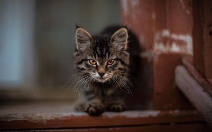 Впервые за последние 10 лет: во Львовской области из-за бешеного кота ввели карантин