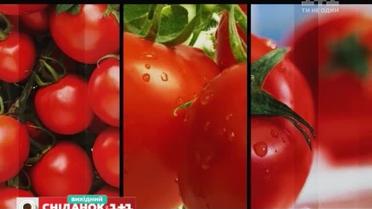 Коли краще садити та як доглядати за томатами – Зелена ділянка