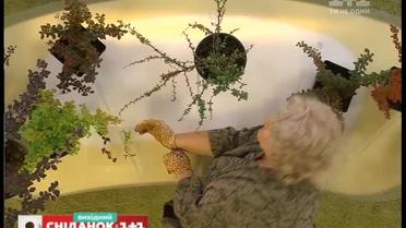 Як прикрасити сад за допомогою декоративного барбарису