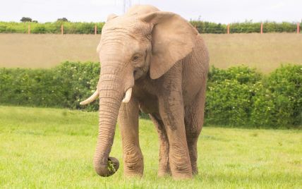 Спал в вольере: в британском зоопарке в результате нападения погиб молодой слон