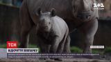 Новини світу: у британському зоопарку міста Честер готуються до відкриття після карантину