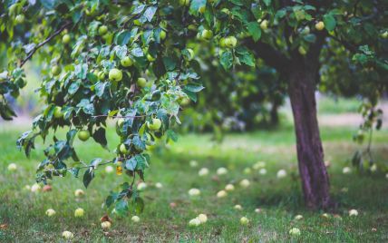 Урожай яблок в Украине может сократиться на треть