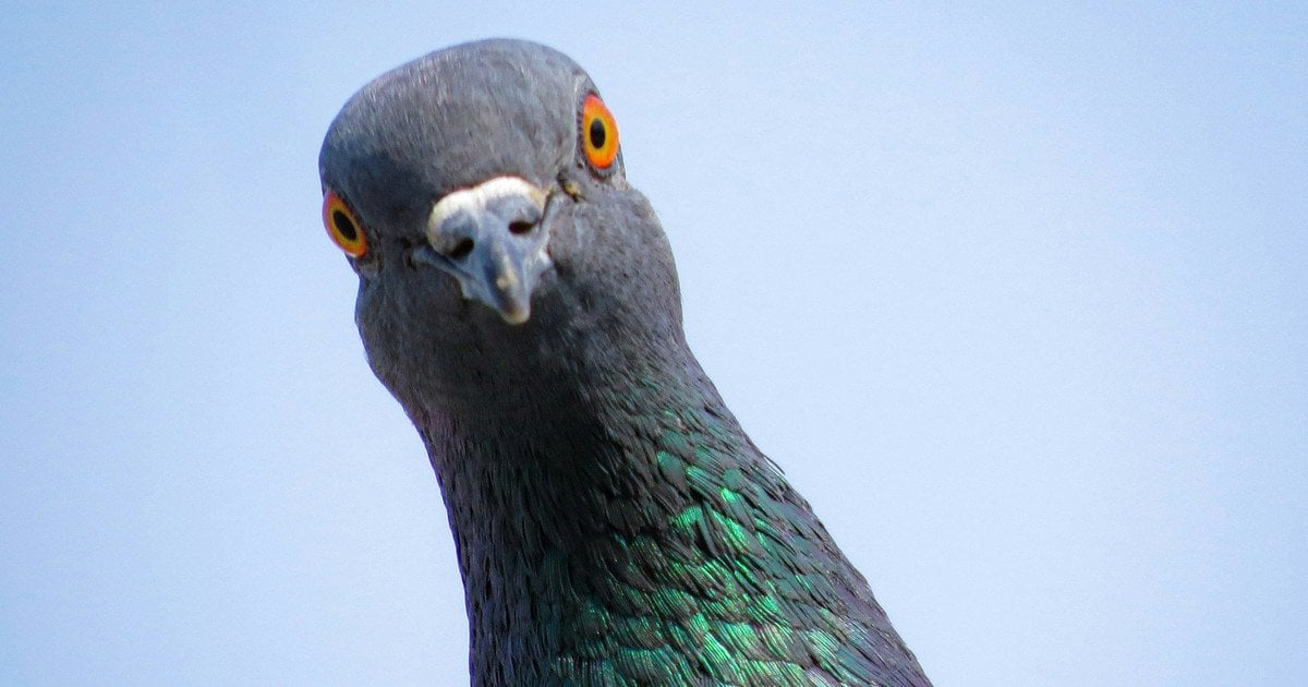 Який колір відлякує голубів