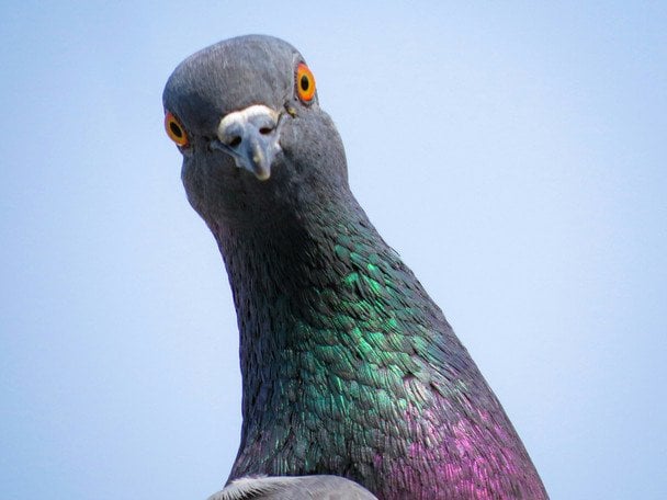 Який колір відлякує голубів: як ефективно та без зусиль захистити балкон