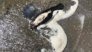 Мертві баклани в Луговому / © Фото з відкритих джерел