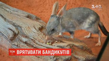 У сіднейському зоопарку бандикутів готують до життя на волі