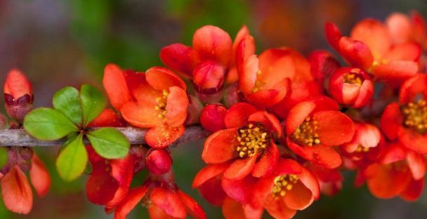 Айва японская / © 