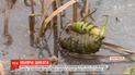 Найотрутніша рослина в Україні: як виглядає цикута і чим вона небезпечна